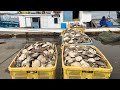 Scallop wars: US helps Japan with China fish ban
