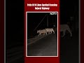 Gujarat News | Pride Of 14 Lions Spotted Crossing Gujarat Highway. Video Is Viral  - 00:19 min - News - Video