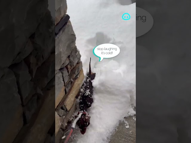 Mini Dachshund Pup Jumps Into Fresh Snow || ViralHog Shorts
