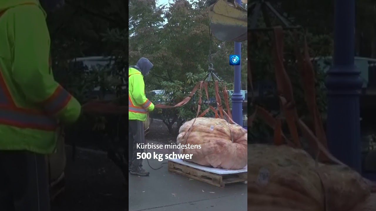 Ob aus dem Kürbisfleisch Kürbissuppe gekocht wurde, ist unklar tagesschau kürbis shorts