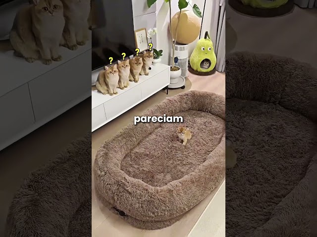 A maior cama para gatos! 😯 (@kittymilk4605 via YT) #shorts