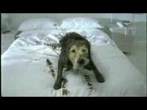 Куче + брачен кревет + кал = ?