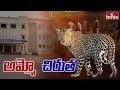 Leopard scares in Telangana University
