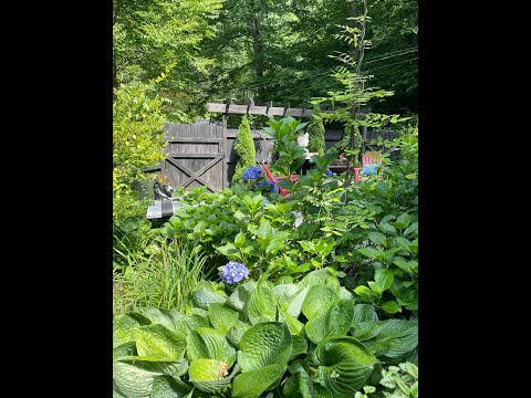 Property video