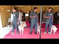 Hyderabad CP CV Anand With Police Dogs | V6 News - 03:29 min - News - Video