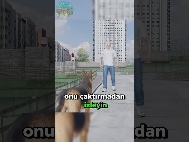 Kuduz Bir Köpekten Nasıl Kurtuluruz? 🏃🏻‍♂️💨🐕