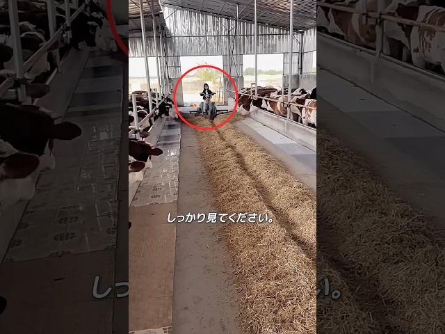 この女の子は、牛たちにエサをあげました。