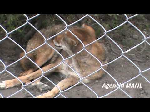 VIDEO: Coyote con sarna en el parque ecológico Ehécatl en Ecatepec 