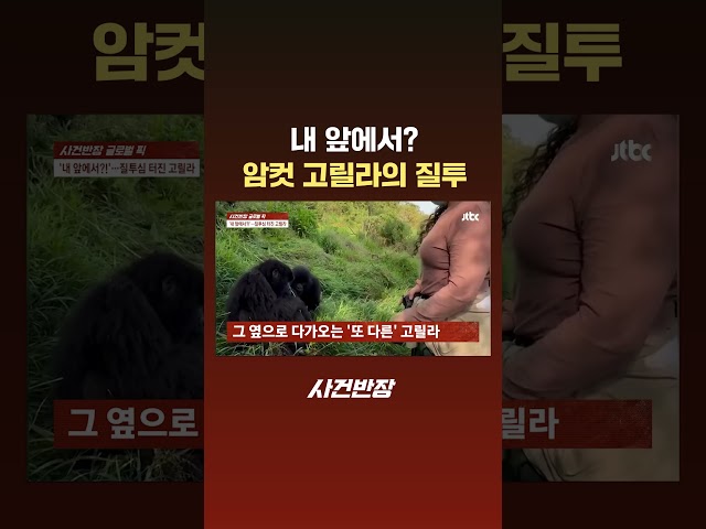 내 앞에서? 암컷 고릴라의 질투 #JTBC #Shorts