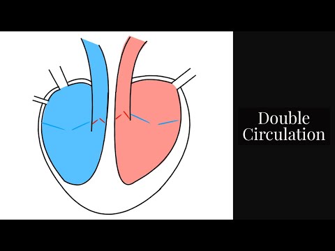Upload mp3 to YouTube and audio cutter for Double Circulation-Part of the Circulatory System-Leaving Cert Biology download from Youtube