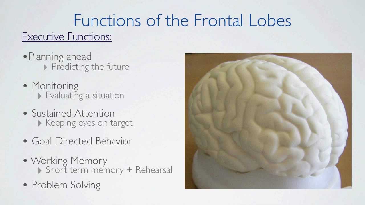 Frontal Lobes Functions YouTube