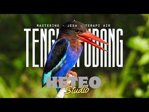 SUARA BURUNG CEKAKAK TENGKEK UDANG GACOR UNTUK MASTERAN