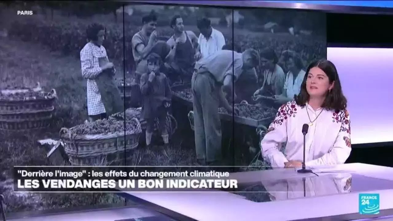 Les raisins de la colère : face au réchauffement climatique, quel est l'avenir de la viniculture ?