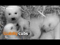 Playful Polar bear twin cubs at Rostock Zoo