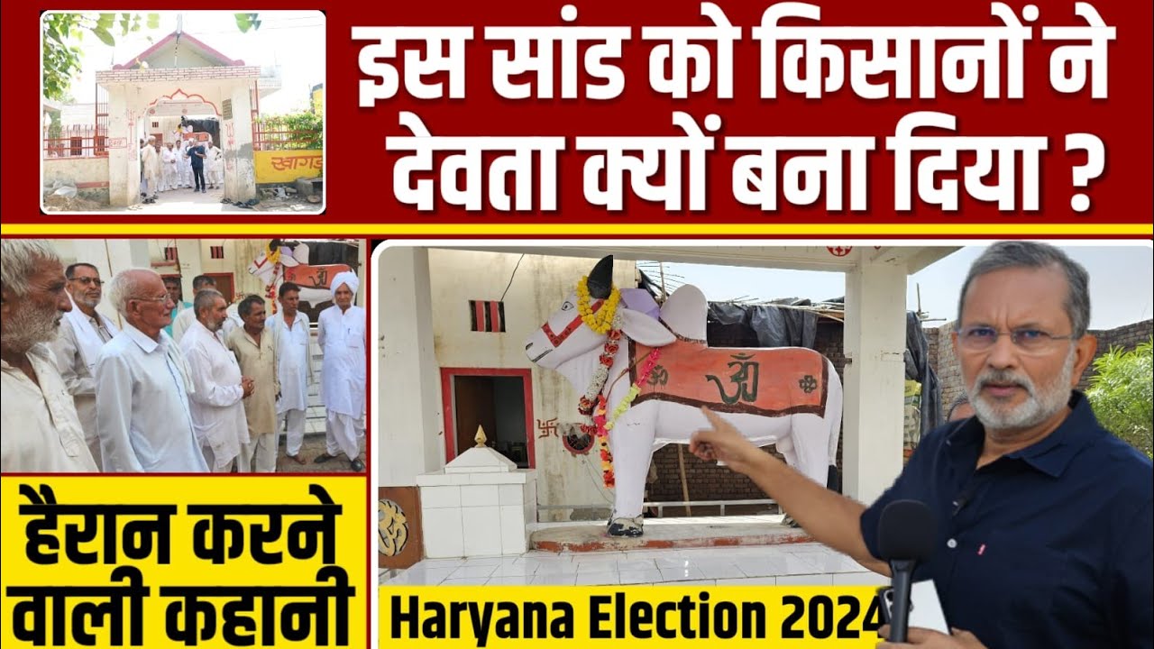 Haryana के इस गाँव में सांड को किसानों ने क्यों बना लिया अपना देवता ?