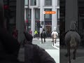 Horses run loose in central London