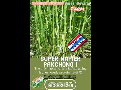 Super Napier Grass