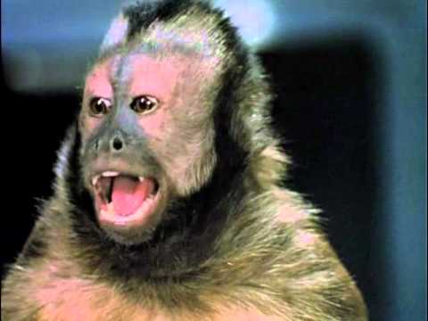 Monkey Shines'