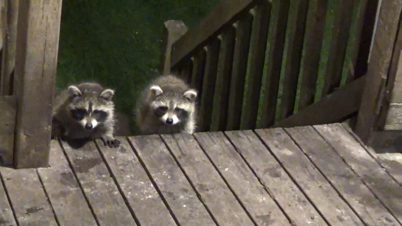 BABY RACCOONS ARRIVE SATURDAY