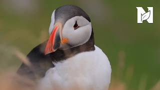 Los Fiordos Noruegos Salvajes | Entre Acantilados, Nieve y Depredadores - Documental Animales