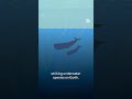 How scientists could use AI to understand whales  - 01:01 min - News - Video