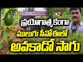 ప్రయోగాత్మకంగా ములుగు సీవోఈలో అవకాడో సాగు | Experimental Avocado Farming at COE Mulugu | 10TV NEWS