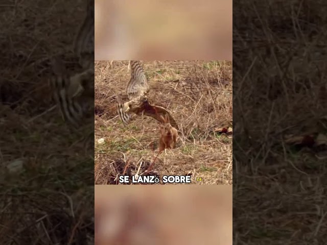 A mother rabbit buried her babies alive#animals #Friendship #Us