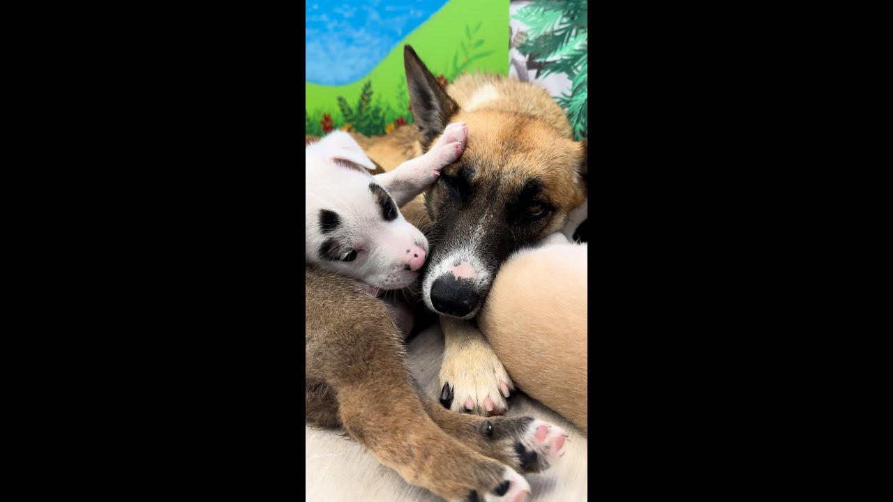 Family of NINE (rescue video coming up soon)