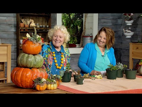 screenshot of youtube video titled How to Decorate Pumpkins with Succulents for Stunning Autumn Décor!