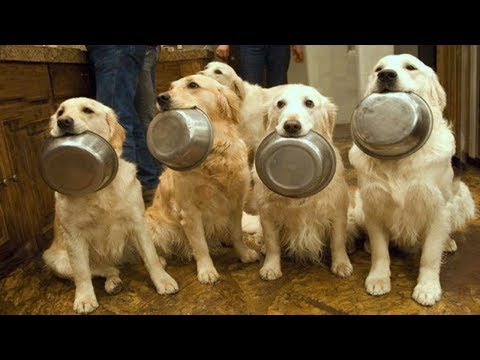 AMAZING ! Smart Dogs Wait For Their Names To Be Called  | Funny Pets Compilation