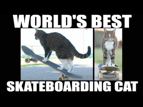 Еден ден на Диџа – најдоброто маче скејтер на светот