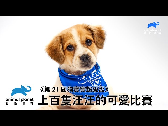 毛毛隊 vs. 茸茸隊真的萌翻了！2025《狗寶寶超級盃》美國收視奪冠，傳遞領養代替購買的觀念