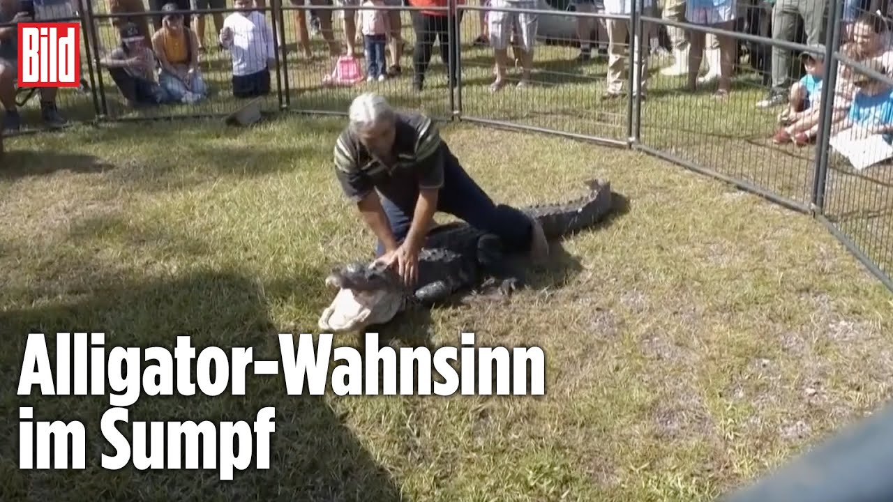 Florida Alligator Festival: Wer hier patzt, wird gefressen!