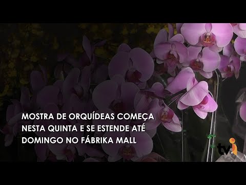 Vídeo: Mostra de orquídeas começa nesta quinta e se estende até domingo no Fabrika Mall