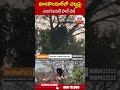 మానకొండూర్ లో చెట్టుపై ఎలుగుబంటి హల్ చల్ | #bear #manakondur | ABN Telugu