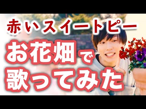 【男性カバー】赤いスイートピー / 松田聖子【お花畑で歌ってみた】