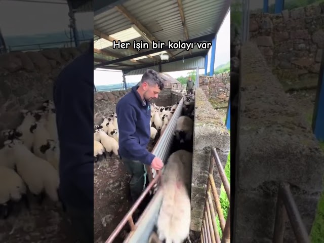 Dünyanın en çok izlenen videosu #video #animals #belgesel #keşfet #komikvideolar #shortvideo #shorts