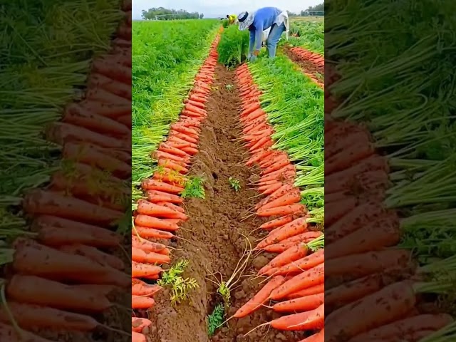The process of pulling ripe carrots