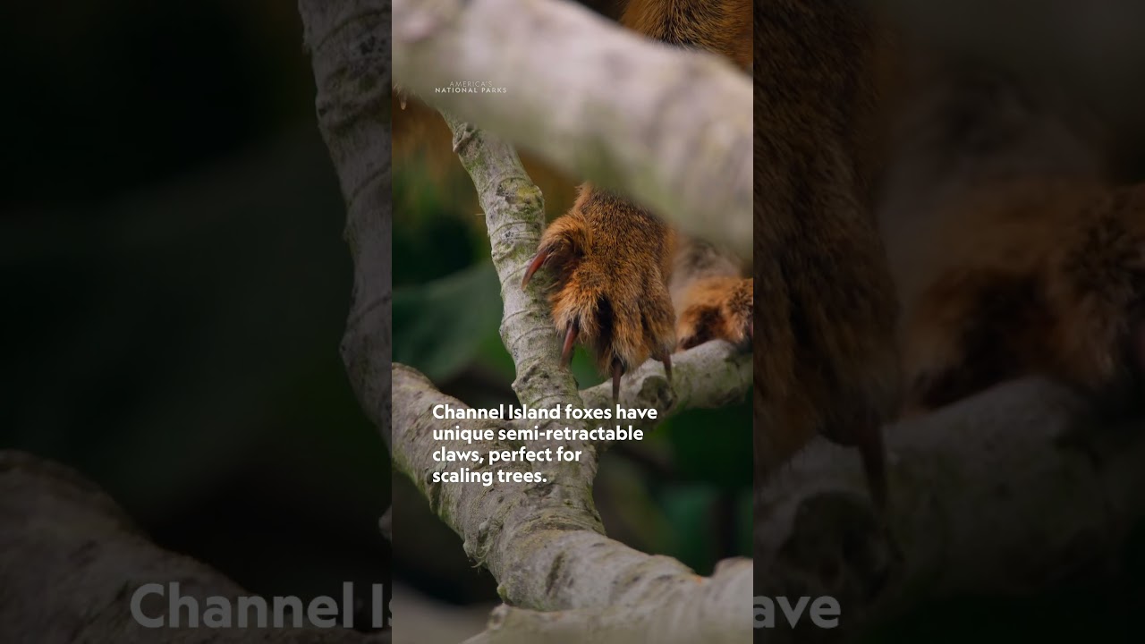 Have you ever seen a fox climb a tree? 🦊 #AmericasNationalParks