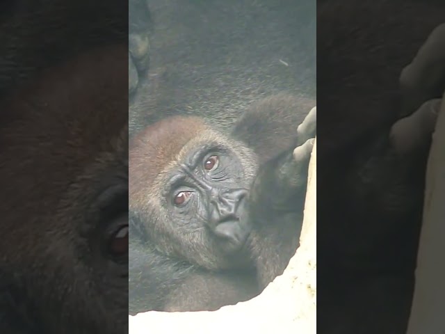 Jabali 陪D'jeeco 休息