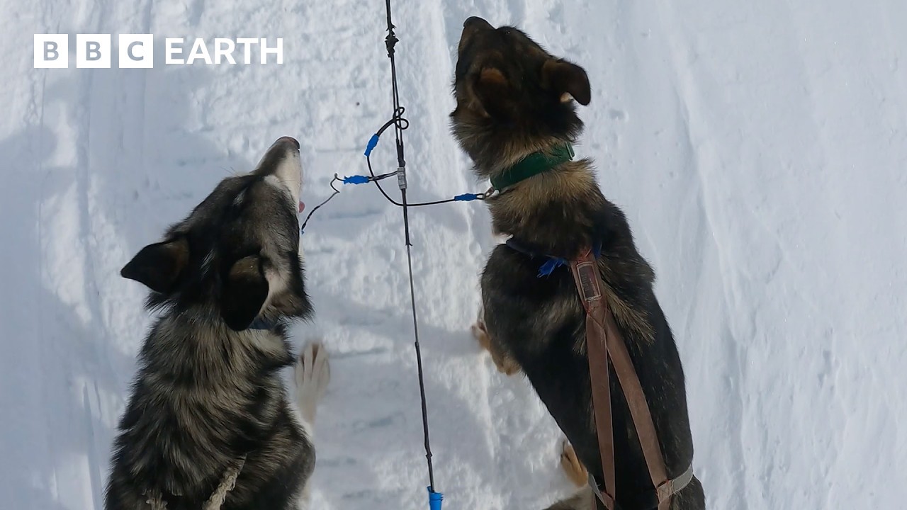 Pack of Sled Dogs Attempt to Flee | Snow Dogs: Into the Wild | BBC Earth