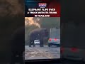 Wild elephant flips over truck in viral video