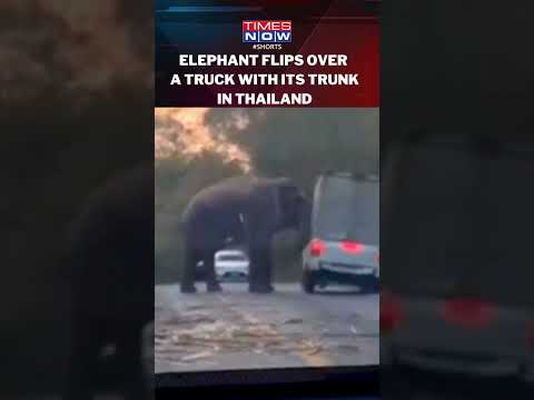 Wild elephant flips over truck in viral video