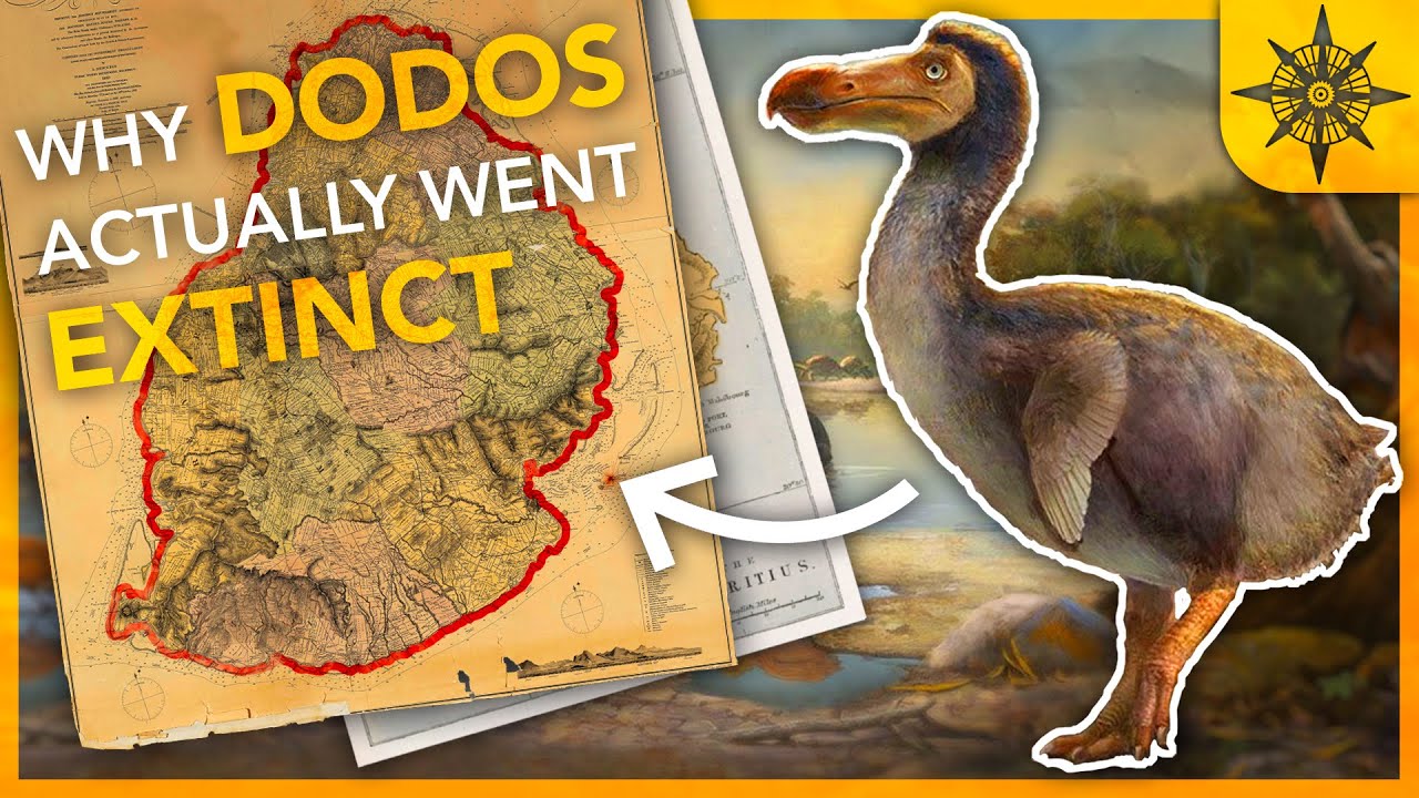 Why DODOS Actually Went EXTINCT Island Biogeography 1 AllYouCanFind