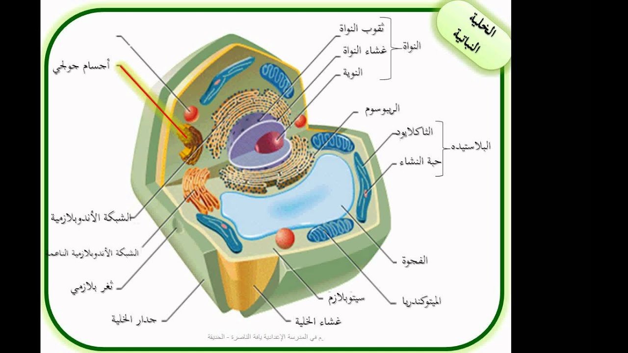 في الخلية الحيوانية لاتحتوي على