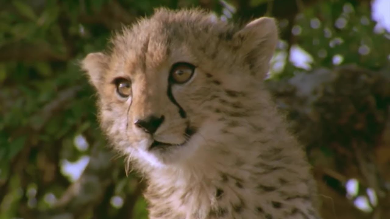 Cheetah Cub Attacked By Vicious Warthog | BBC Earth