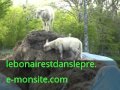 2 jeunes agnelles s'amusent sur un tas de foin