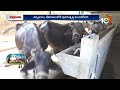 Cattle Reproduction | పశువుల్లో పునరుత్పత్తి యాజమాన్యం | Matti Manishi | 10TV News  - 09:33 min - News - Video