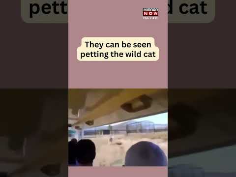 Lioness jumps into safari vehicle, video goes viral on social media