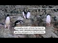 Deadly bird flu found in penguins near Antarctica | REUTERS  - 00:47 min - News - Video